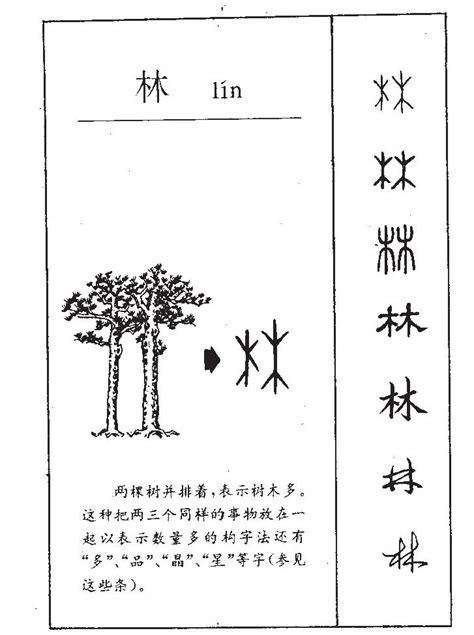 林字五行|林 字五行属什么关系